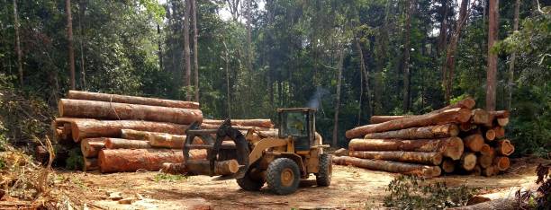 Professional Tree Care in Wedgefield, SC